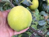 Obelų, kriaušių, slyvų ir kt sodinukai urmu -6 eur - nuotraukos Nr. 29