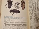 Gyvi organizmai - žmogaus palydovai - nuotraukos Nr. 6
