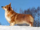 Top Welsh corgi pembroke fluffy & standard - nuotraukos Nr. 9