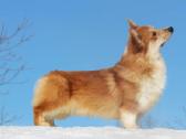 Top Welsh corgi pembroke fluffy & standard - nuotraukos Nr. 10