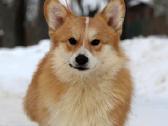 Top Welsh corgi pembroke fluffy & standard - nuotraukos Nr. 11