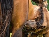Pieno pakaitalas kumeliukams 4 Foal Milk - nuotraukos Nr. 2