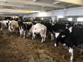 UAB Ismeka perka pienines veršingas telyčias - nuotraukos Nr. 2