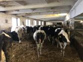 UAB Ismeka perka pienines veršingas telyčias - nuotraukos Nr. 3
