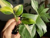 Monstera Standleyana Aurea
