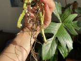 Monstera Standleyana Aurea - nuotraukos Nr. 2