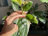 Monstera Standleyana Aurea - nuotraukos Nr. 3
