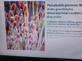 Plonakaklis gluosnis - nuotraukos Nr. 23