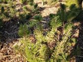 Parduodame pušis, ligustrus, liepas - nuotraukos Nr. 2