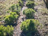Parduodame pušis, ligustrus, liepas
