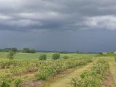 Silauogiu sodinukai - krumai - nuotraukos Nr. 6