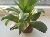 Kambarinė Gėlė Sansevieria - nuotraukos Nr. 5