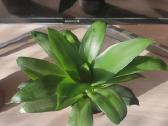 Kambarinė Gėlė Sansevieria - nuotraukos Nr. 6