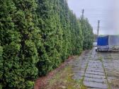 Tujų, gyvatvorių karpymas, kirpimas formavimas - nuotraukos Nr. 10