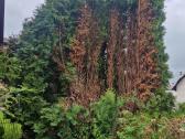 Tujų, gyvatvorių karpymas, kirpimas formavimas - nuotraukos Nr. 12