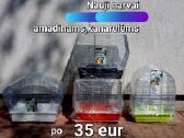 Profesionalus maistas papugoms - nuotraukos Nr. 26