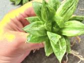 Haworthia cuspidata f. variegata - nuotraukos Nr. 3
