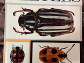 A Book Of Beetles (Dr. Josef R. Winkler - 1965)