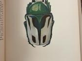 A Book Of Beetles (Dr. Josef R. Winkler - 1965) - nuotraukos Nr. 3