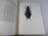 A Book Of Beetles (Dr. Josef R. Winkler - 1965) - nuotraukos Nr. 4