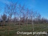 Medelynas Pušys - nuotraukos Nr. 12