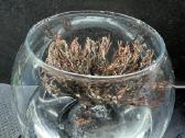 Anastatica hierochuntica (ericho roze) - nuotraukos Nr. 3