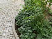 Betoniniai vejos borteliai - nuotraukos Nr. 17
