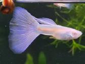 Žuvytės. Gupijos. Guppy. - nuotraukos Nr. 7