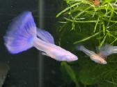 Žuvytės. Gupijos. Guppy. - nuotraukos Nr. 5