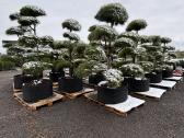 Miskantai, Bonsai, Kadagiai, Tujos, Skroblai. - nuotraukos Nr. 7