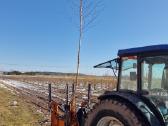 Parduodu pušų/ Ąžuolų/ liepų sodmenys persodinimas - nuotraukos Nr. 29