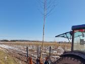 Parduodu pušų/ Ąžuolų/ liepų sodmenys persodinimas - nuotraukos Nr. 30