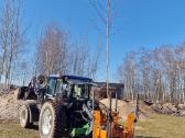 Parduodu pušų/ Ąžuolų/ liepų sodmenys persodinimas - nuotraukos Nr. 31