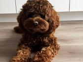 F1 Cockapoo - nuotraukos Nr. 8