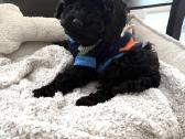 F1 Cockapoo - nuotraukos Nr. 9