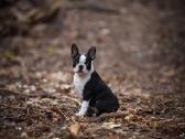 Bostono terjerų veislės šuniukai - nuotraukos Nr. 7