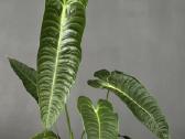 Anthurium Veitchii Narrow form - nuotraukos Nr. 4