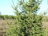 Eglaitės paprastos nuo 30cm iki 3metrų - nuotraukos Nr. 2