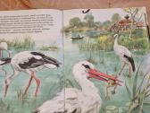 Zoologija paveikslėliuose - nuotraukos Nr. 5