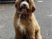 Australian Labradoodle šuniukai,su Wala dokum. - nuotraukos Nr. 14