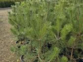 Juodosios Nigra ir kalnų pušys bonsai vazonuose - nuotraukos Nr. 4