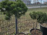 Juodosios Nigra ir kalnų pušys bonsai vazonuose - nuotraukos Nr. 29