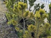 Juodosios Nigra ir kalnų pušys bonsai vazonuose - nuotraukos Nr. 30