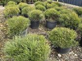 Juodosios Nigra ir kalnų pušys bonsai vazonuose - nuotraukos Nr. 31