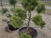 Juodosios Nigra ir kalnų pušys bonsai vazonuose - nuotraukos Nr. 2