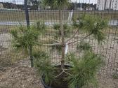 Juodosios Nigra ir kalnų pušys bonsai vazonuose - nuotraukos Nr. 32