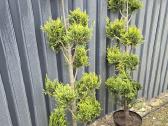 Juodosios Nigra ir kalnų pušys bonsai vazonuose - nuotraukos Nr. 34