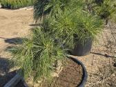 Juodosios Nigra ir kalnų pušys bonsai vazonuose - nuotraukos Nr. 35