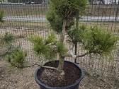 Juodosios Nigra ir kalnų pušys bonsai vazonuose - nuotraukos Nr. 36