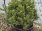 Juodosios Nigra ir kalnų pušys bonsai vazonuose - nuotraukos Nr. 37